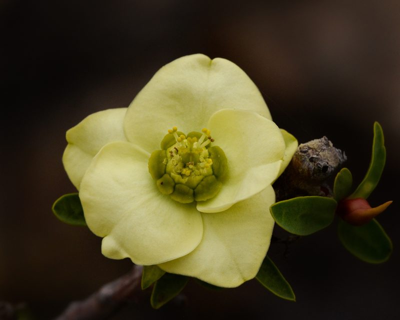 Euphorbia lactiflua, photographed by Nicolás Villaseca Merino