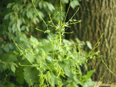 Sisymbrium officinale, photographed by Jeff Clark