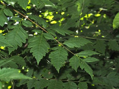 Koelreuteria paniculata, photographed by Jeff Clark