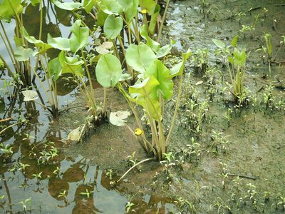 Nuphar advena, photographed by Jeff Clark