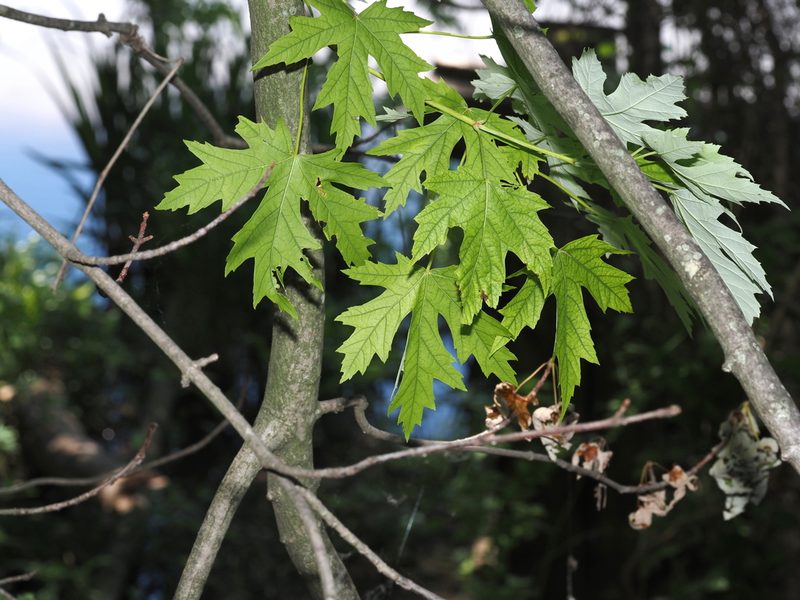 Acer saccharinum, photographed by Jeff Clark