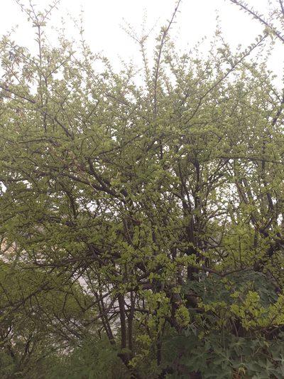 Leuenbergeria guamacho, photographed by Jorge I. Merchán Mayorga
