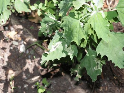 Chenopodium album, photographed by Jeff Clark