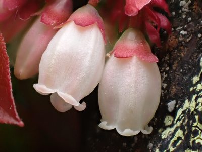 Vaccinium angustifolium, photographed by Tyler Smith