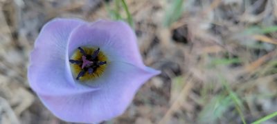 Calochortus invenustus, photographed by Amthinkia