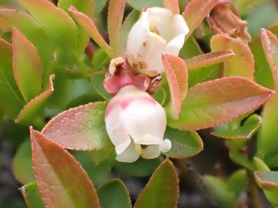 Vaccinium boreale, photographed by Tyler Smith