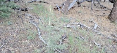 Pinus monophylla, photographed by Amthinkia