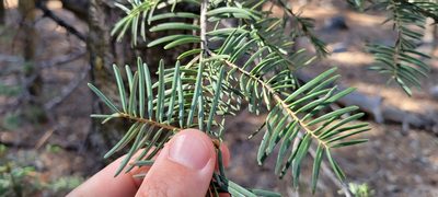 Abies concolor, photographed by Amthinkia