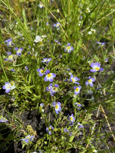 Porterella carnosula, photographed by Peter Garber
