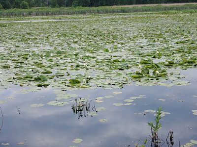 Nymphaea odorata, photographed by Craig Martin
