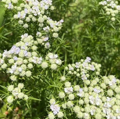 Pycnanthemum tenuifolium