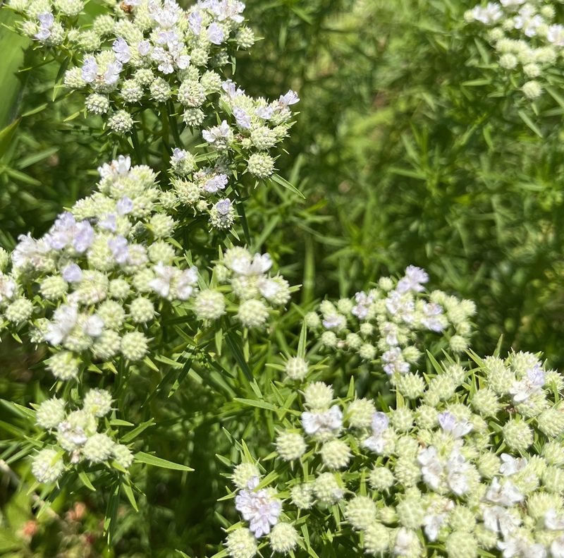 Pycnanthemum tenuifolium, photographed by drnancyjackson