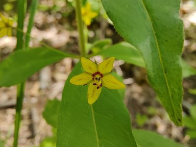 Lysimachia quadrifolia, photographed by Gus