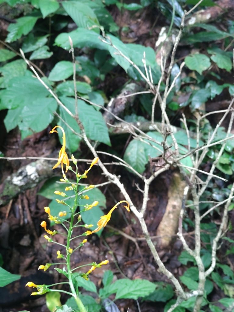Globba schomburgkii, photographed by Utain Pummarin