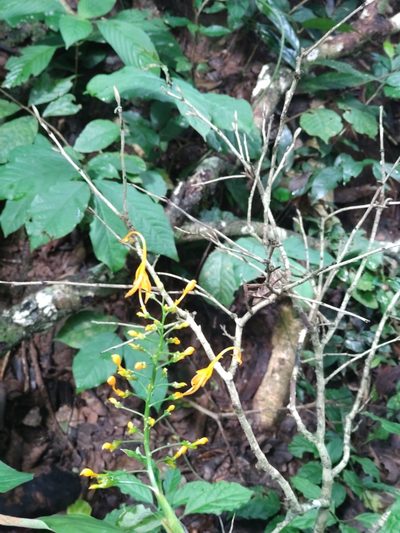 Globba schomburgkii, photographed by Utain Pummarin