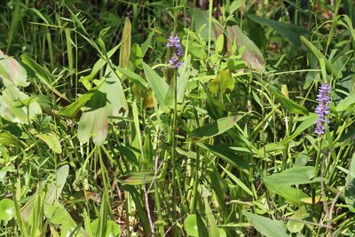 Pontederia cordata, photographed by Mike Tilley
