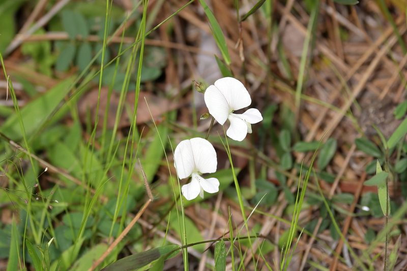 Tephrosia florida, photographed by Lauren McLaurin