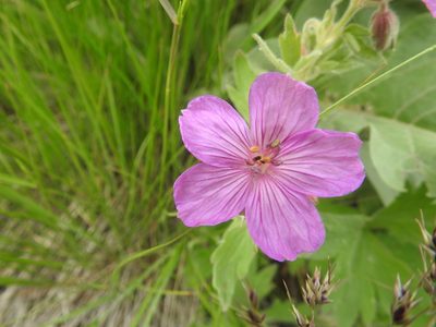 Geranium viscosissimum
