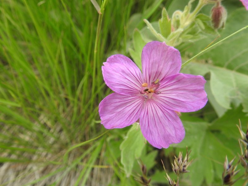 Geranium viscosissimum, photographed by Old Goat