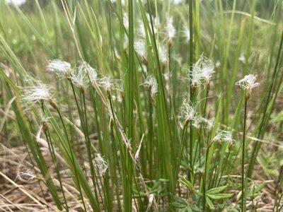 Trichophorum alpinum, photographed by Derek