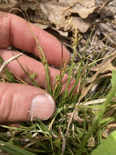 Carex tonsa, photographed by Derek