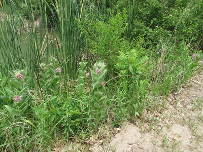 Asclepias speciosa, photographed by Calinsdad