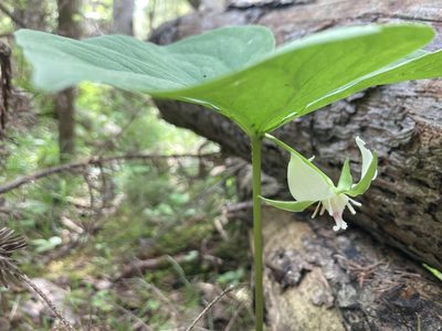 Trillium cernuum, photographed by Derek