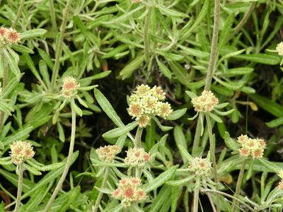 Eriogonum heracleoides, photographed by Old Goat