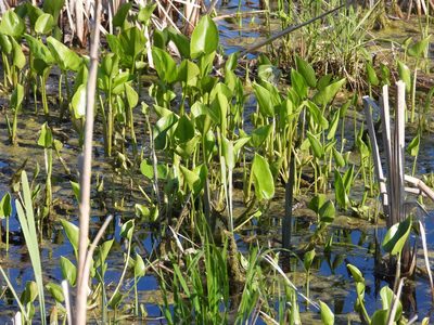 Calla palustris, photographed by Allan Harris