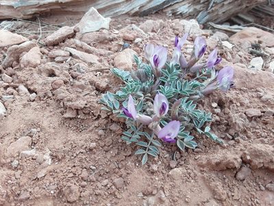 Astragalus newberryi, photographed by Jared Tholen