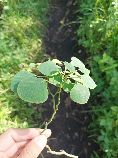 Homalanthus ebracteatua, photographed by Dominik Maximilián Ramík