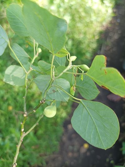 Homalanthus ebracteatua, photographed by Dominik Maximilián Ramík
