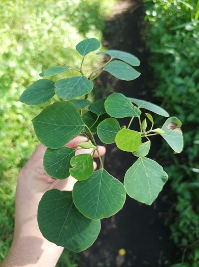 Homalanthus ebracteatua, photographed by Dominik Maximilián Ramík