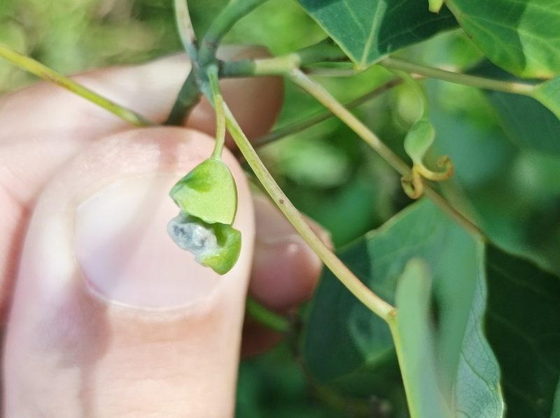 Homalanthus ebracteatua, photographed by Dominik Maximilián Ramík