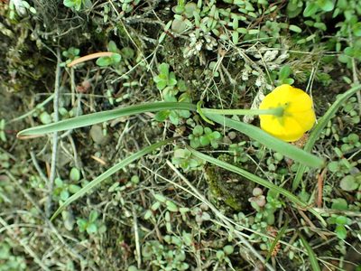 Fritillaria pudica