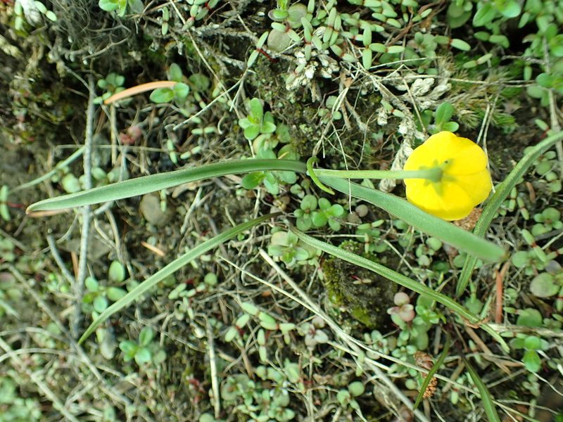 Fritillaria pudica, photographed by James H. Thomas