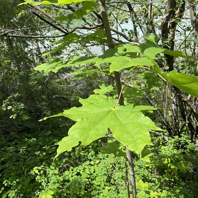 Acer platanoides, photographed by Daryl Nolan