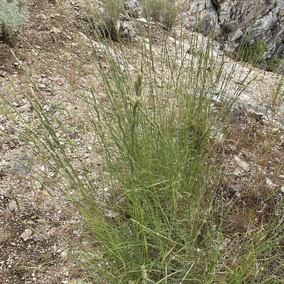 Pseudoroegneria spicata, photographed by Daryl Nolan