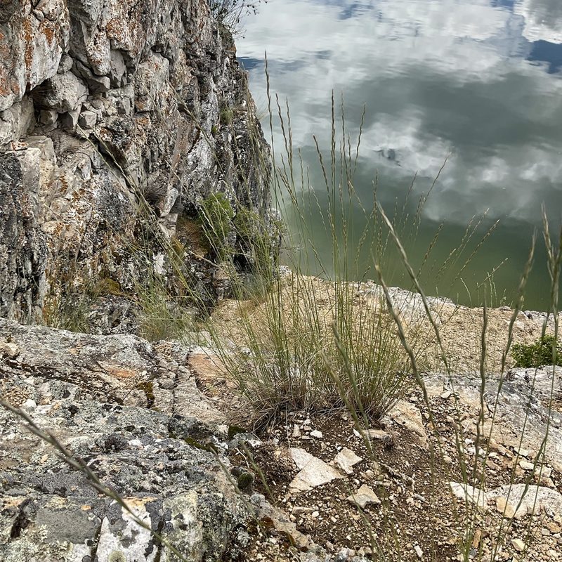Pseudoroegneria spicata, photographed by Daryl Nolan