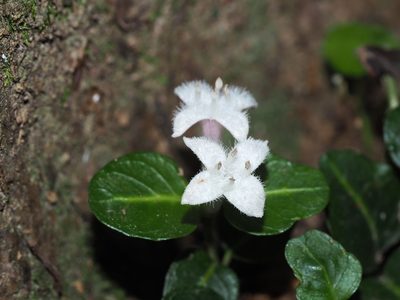 Mitchella repens, photographed by Clay Gibbons