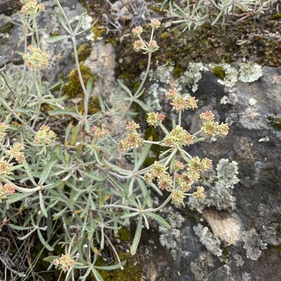 Eriogonum heracleoides, photographed by Daryl Nolan