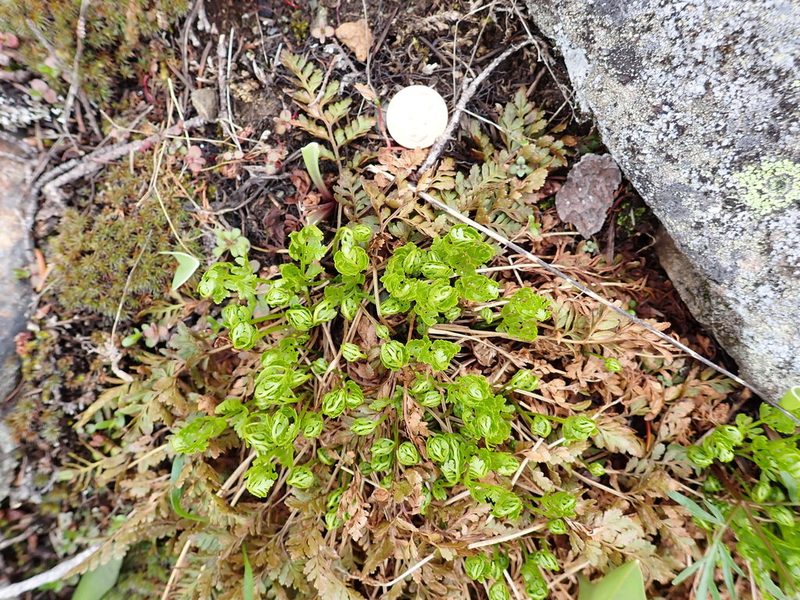 Cryptogramma acrostichoides, photographed by James H. Thomas