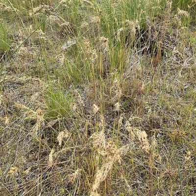 Poa bulbosa, photographed by Daryl Nolan