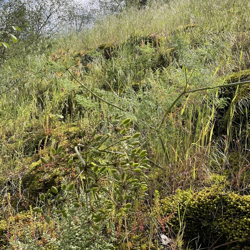 Lomatium multifidum, photographed by Daryl Nolan