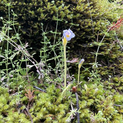 Orobanche uniflora, photographed by Daryl Nolan