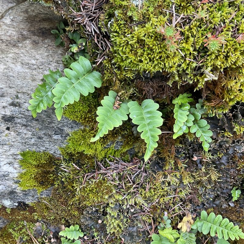 Polypodium hesperium, photographed by Daryl Nolan