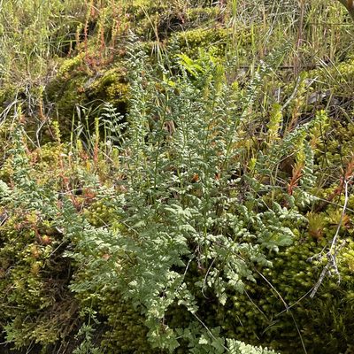 Woodsia oregana, photographed by Daryl Nolan