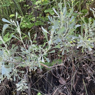 Artemisia tridentata, photographed by Daryl Nolan