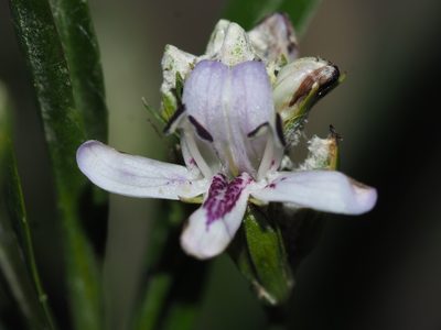 Dianthera americana