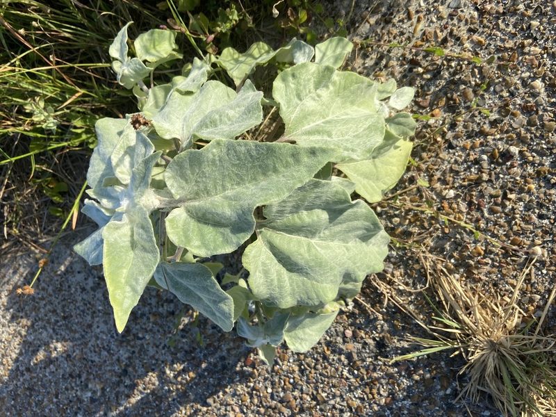 Helianthus argophyllus, photographed by Blake Bringhurst